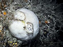 Spiny Tennis Ball Sponge (Craniella spinosa)