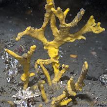 Sponge (Homaxinella amphispicula)