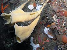 Stalked Trumpet Sponge (Stylissa stipitata)