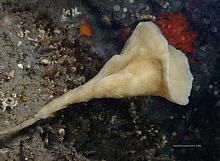 Stalked Trumpet Sponge (Stylissa stipitata)