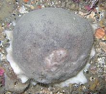 Tennis Ball Sponge (Craniella villosa)