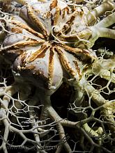 Basket Star (Gorgonocephalus eucnemis)