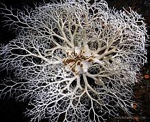 Basket Star (Gorgonocephalus eucnemis)