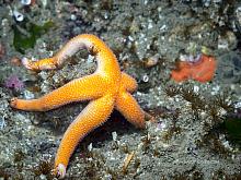 Blood Star (Henricia leviuscula)2