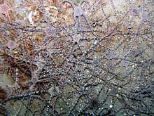 Brittle Stars