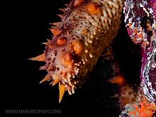 California Sea Cucumber (Parastichopus californicus)3