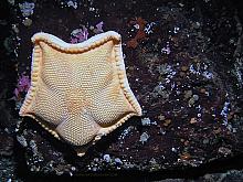 Cookie Star (Ceramaster patagonicus)