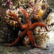 Fat Blood Star (Henricia sanguinolenta)