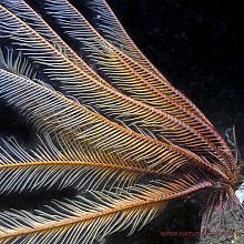 Feather Star (Florometra serratissima)