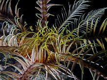 Feather Star (Florometra serratissima)2