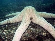 Giant Pink Star (Pisaster brevispinus)