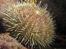Green Sea Urchin (Strongylocentrotus droebachiensis)