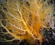 Orange Sea Cucumber (Cucumaria miniata)