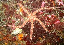 Painted Brittle Star (Ophiopholis aculeata)