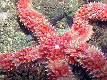 Painted Star (Orthasterias koehleri)