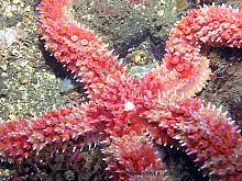 Painted Star (Orthasterias koehleri)