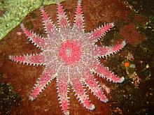 Rose Star (Crossaster papposus)