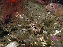 Salt and Pepper Sea Cucumber (Cucumaria piperata)