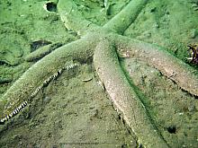 Sand Star (Luidia foliolata)