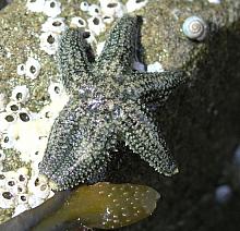 Six-Rayed Sea Star (Leptasterias hexactis)