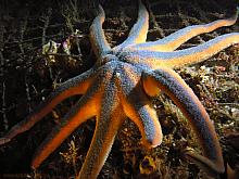 Striped Sunstar (Solaster stimpsoni)