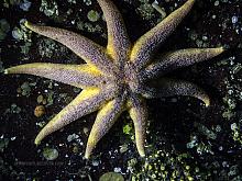 Striped Sunstar (Solaster stimpsoni)