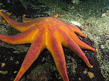 Striped Sunstar (Solaster stimpsoni)2