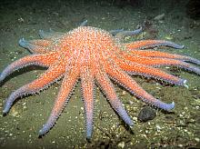 Sunflower Star (Pycnopodia helianthoides)