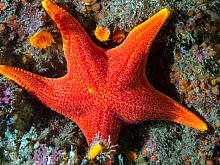 Vermilion Star (Mediaster aequalis) 2