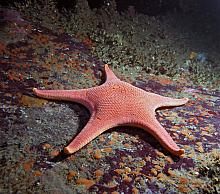 Vermilion Star (Mediaster aequalis)