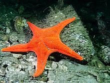 Vermilion Star (Mediaster aequalis) 1